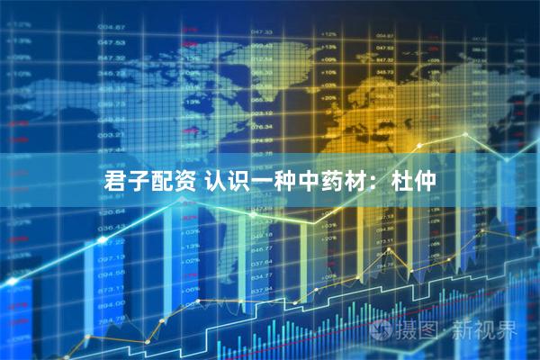 君子配资 认识一种中药材：杜仲